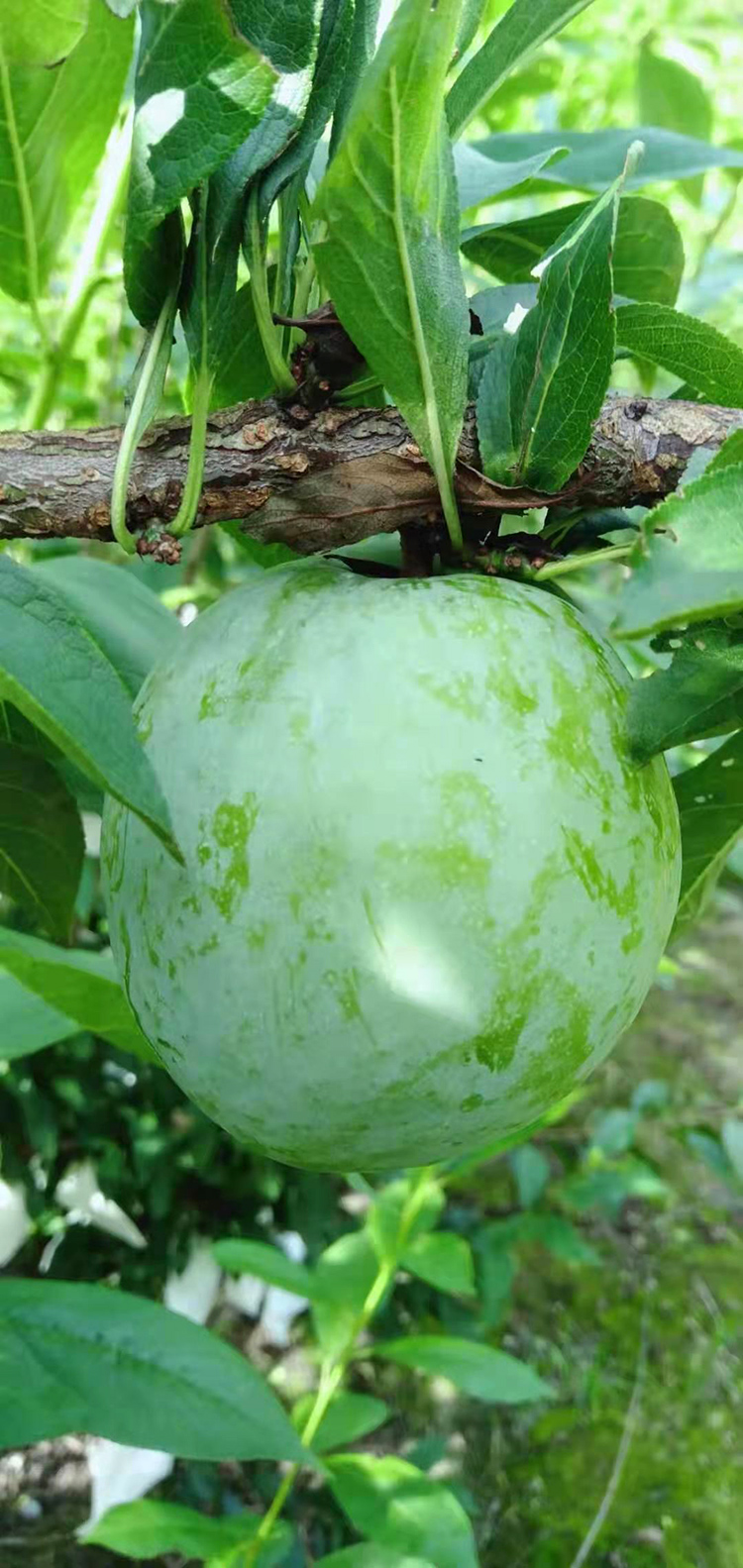 更多参数>>原产地:北京国产/进口:国产包装形式:礼盒装类别:李品种