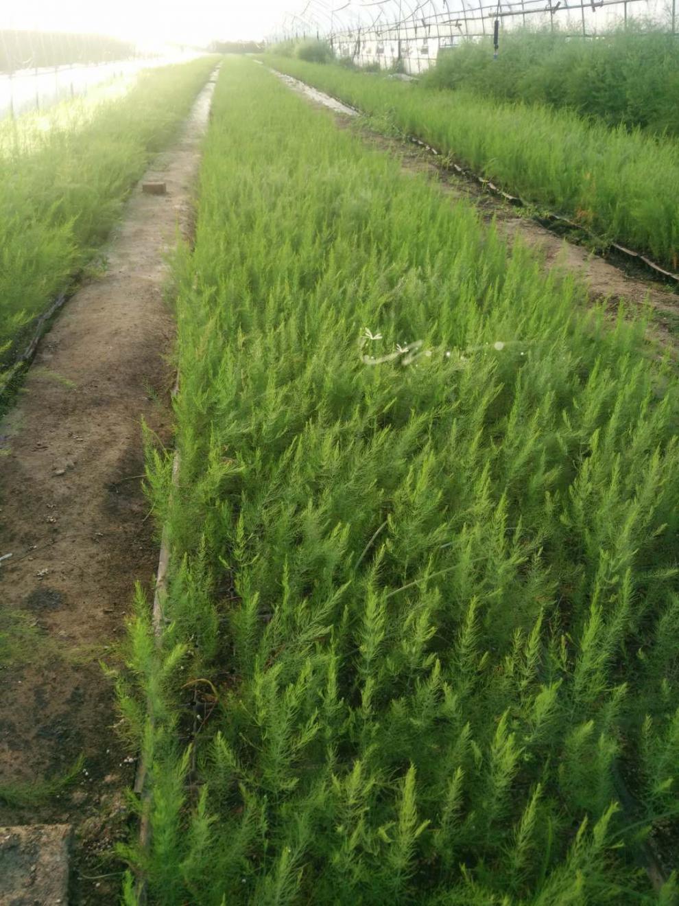 芦笋根苗紫色芦笋苗根三年以上芦笋根苗蔬菜苗四季芦笋种孑 绿色带土