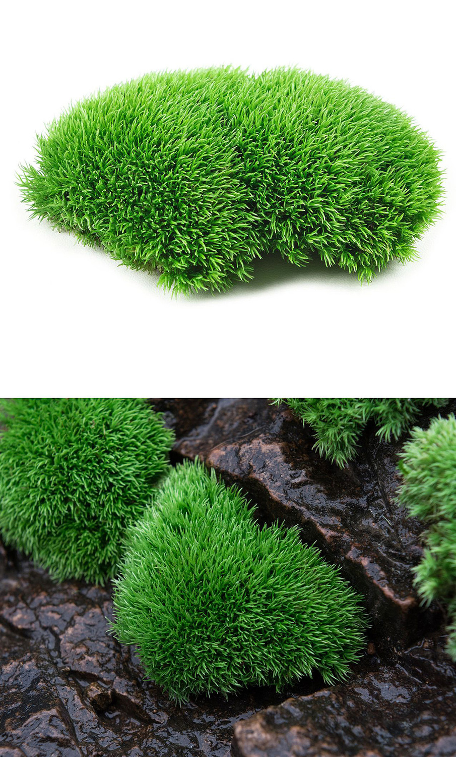 鲜活苔藓白发藓微景观生态瓶植物盆栽桌面盆景雨林水陆缸造景青苔