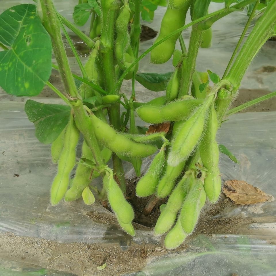 四川新鲜毛豆农家蔬菜现摘新鲜毛豆荚带壳青豆绿豆荚大豆毛豆3斤装