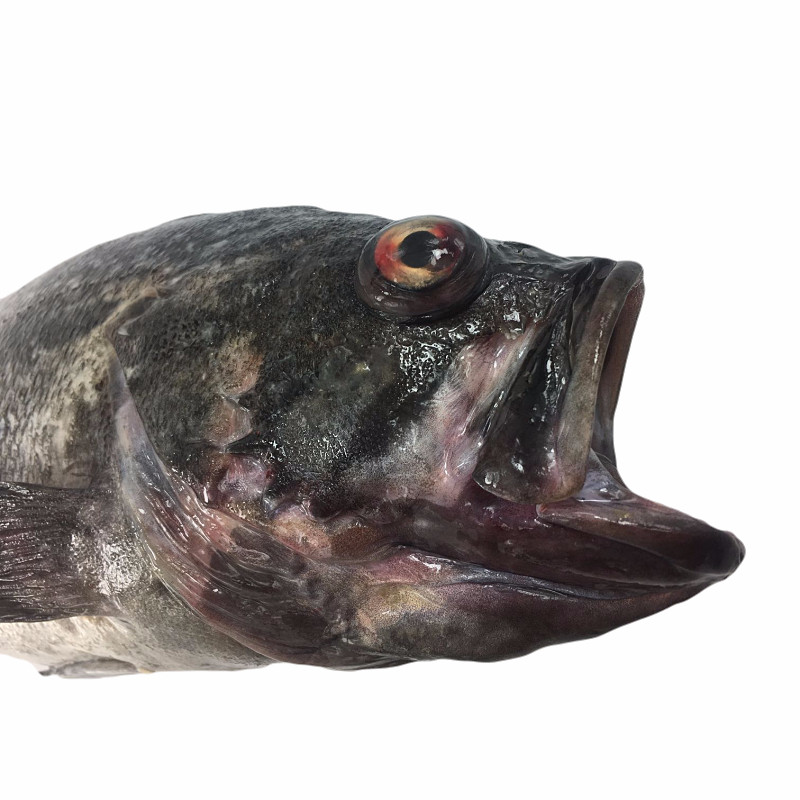 大菜园青岛黑头鱼黑鱼鲜活海鱼新鲜豆腐鱼猪嘴鱼寨花鱼航空空运500g