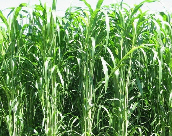 墨绿农资专营店商品编号:10043729976928商品名称:高丹草种子进口牧草