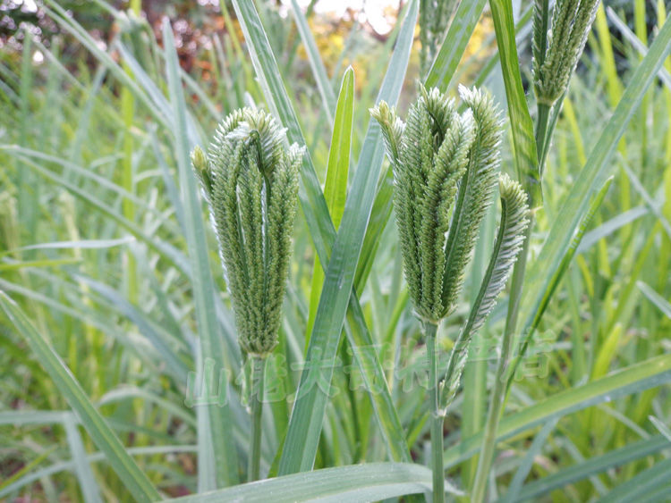 粟米粉龙爪粟粄鸡爪粟粉鸭爪粟䅟子糍粑粟米拳头粟板糯米粉面3斤新鲜