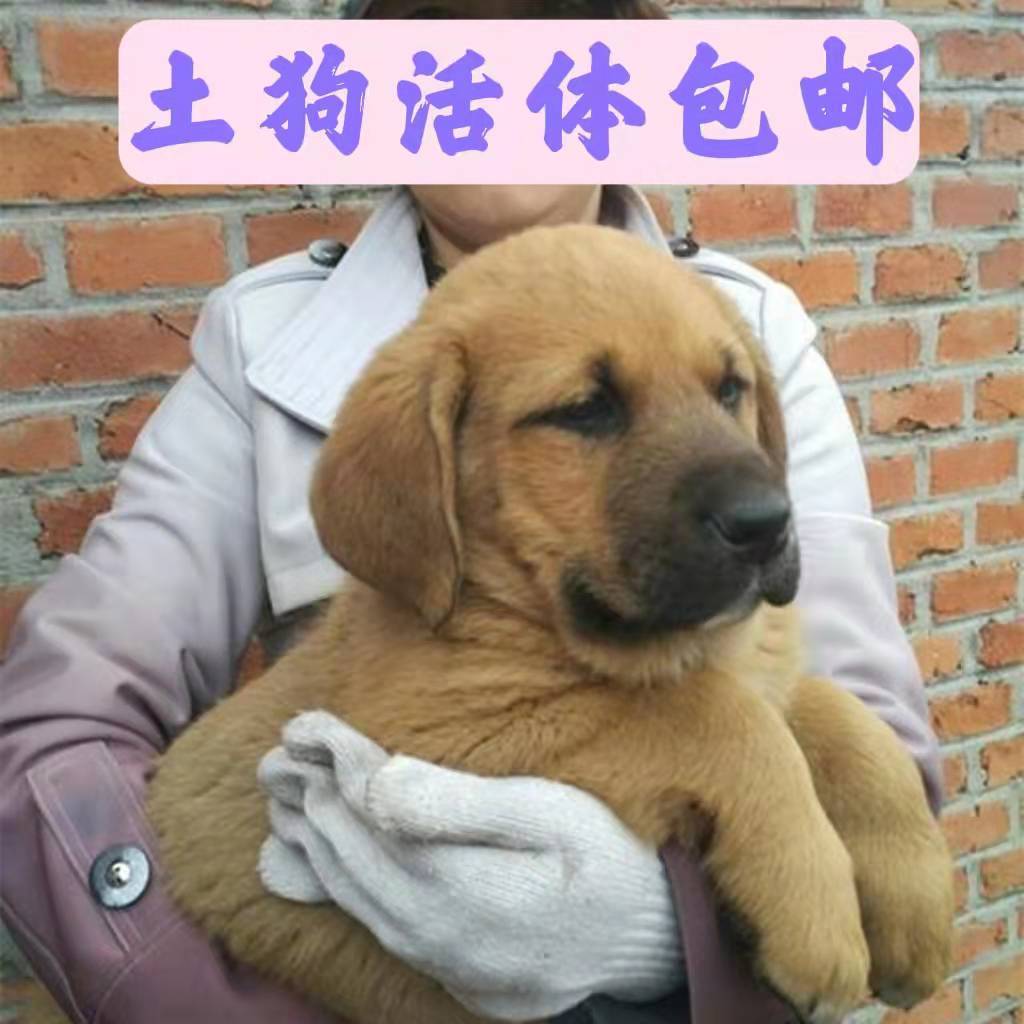 荣郁 土狗活体活物苗幼犬大型中华田园犬农村看家护院领养幼崽混血