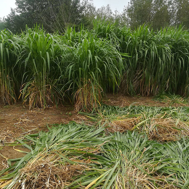巨菌草种节巨菌草种籽多年生牧草皇竹草种甜象草种节红象草节农民老史