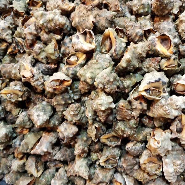 霞浦无沙鲜活苦螺海螺辣螺海捕海鲜活体发货两斤