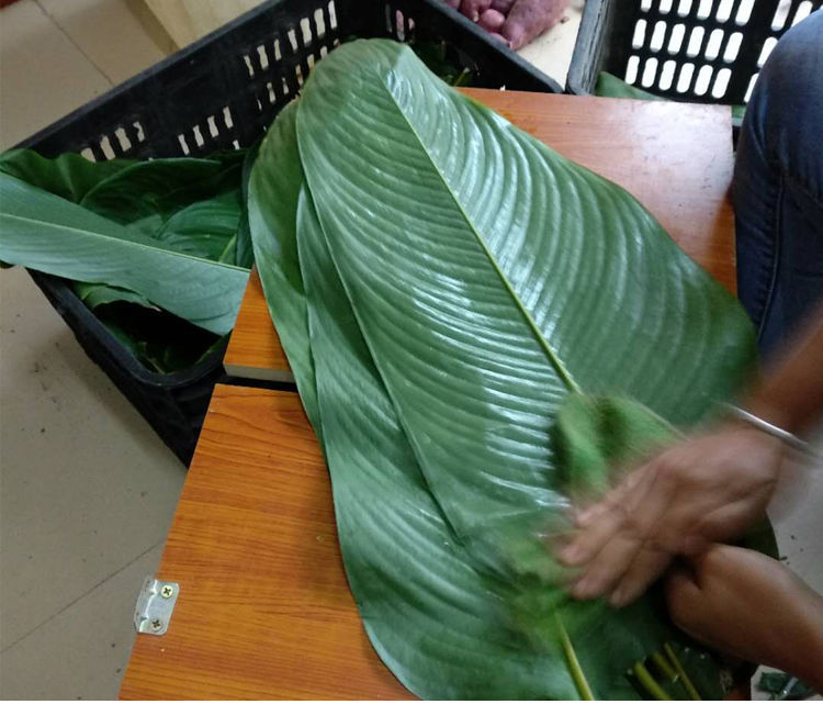 粽子叶广西粽叶新鲜大叶新叶过年包粽子的叶子过节用冬叶柊叶特小叶40