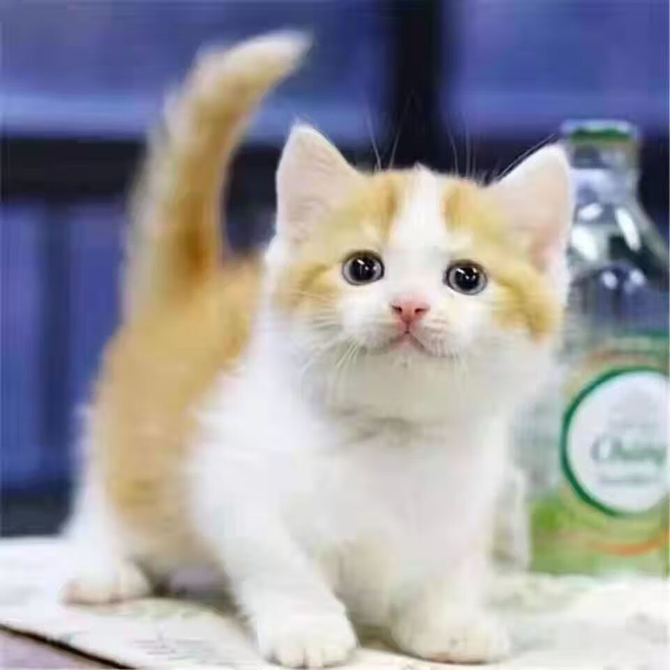 荣郁可爱家养中华田园猫宠物橘猫黑猫白猫抓鼠活体活物幼崽小猫咪白猫