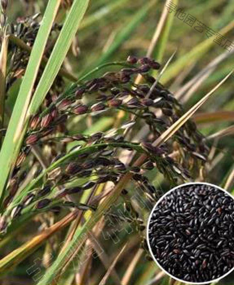 高产旱稻种子临旱1号抗旱抗病抗倒香米珍珠米种籽圆粒长粒黑旱稻黑糯