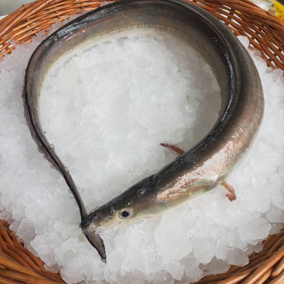 深海鳗鱼新鲜海鲜海鳗鱼新鲜鱼海鳝鱼1500g 昌盛隆