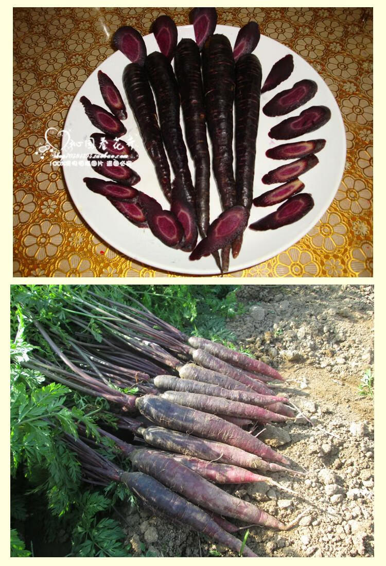 蔬菜紫黑色胡萝卜种子改良紫人参小红八寸参齐头黄 紫胡萝卜原包装
