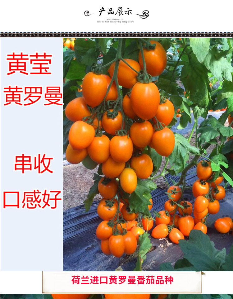 黄罗曼番茄种子荷兰进口串收番茄种籽抗病好产量高黄莹黄罗曼黄罗曼