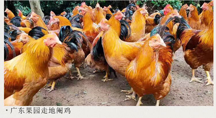 广东正宗清远阉鸡散养现杀走地大扇鸡黑凤鸡白切鸡 净重4斤整鸡【图片