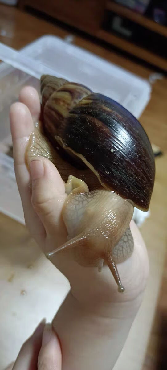 非洲大蜗牛活体宠物螺家养宠物教学大蜗牛儿童玩伴观赏螺巨型蜗牛 7到