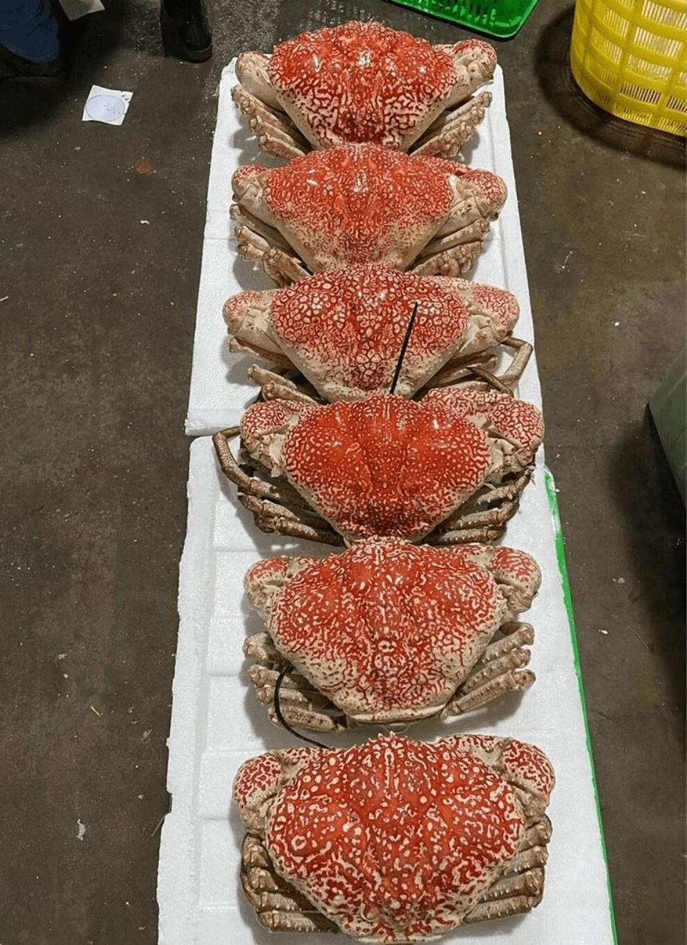 活鲜鲜活皇帝蟹九河灌海活发包鲜澳洲巨蟹420斤水产885斤