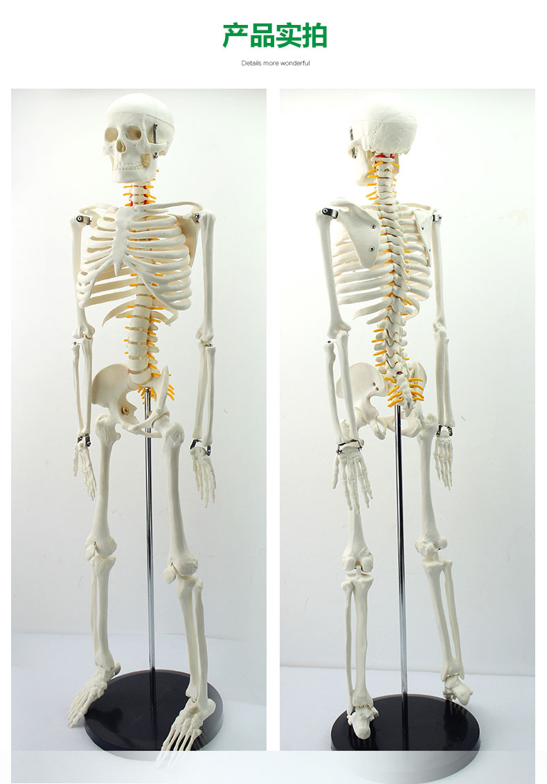 人体骨骼模型骨架骷髅全身可拆卸带肌肉医学教学结构仿真170cm带椎间
