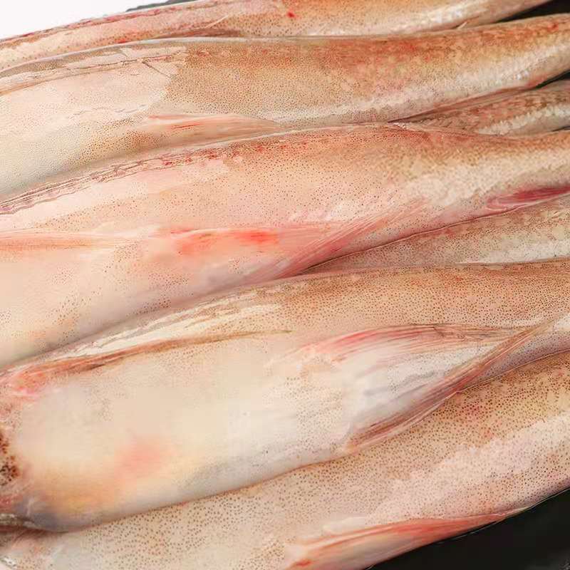 东海舟山海捕龙头鱼新鲜海捕豆腐鱼鲜活九肚鱼鲜活速冻丝丁鱼brangdy