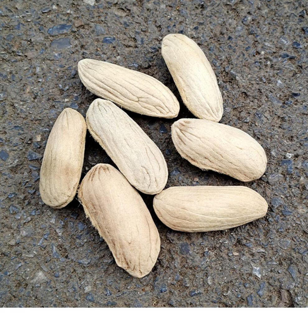 【亏本卖啦】芒果核500克中药材散装新货芒果核干货芒果仁 芒果籽 伊