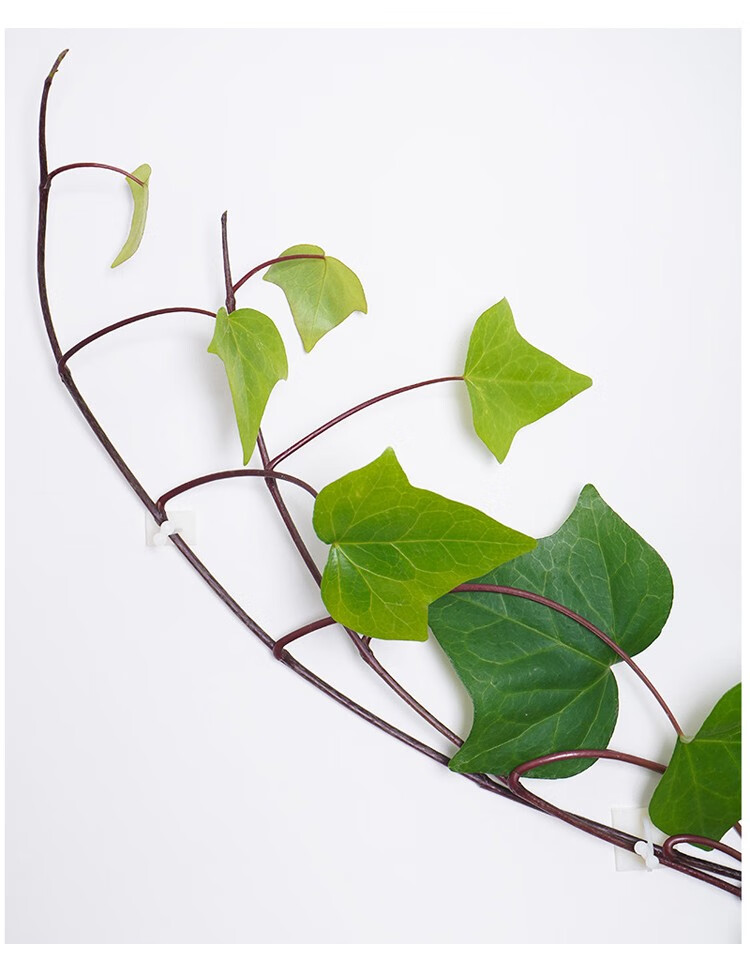 绿植固定器绿萝爬墙定型挂钩藤蔓攀爬卡扣家用无痕植物爬藤架神器定制