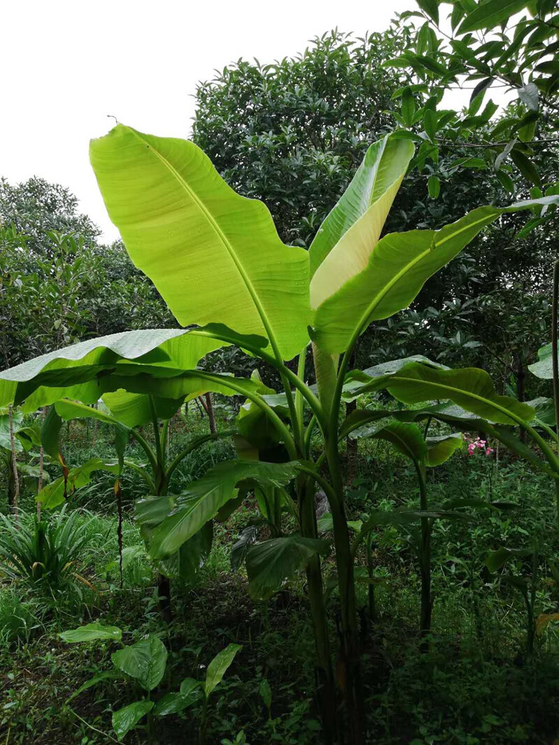 春瑞庭院盆栽植物芭蕉树苗大叶芭蕉球根观赏性强绿化树苗直径12厘米6