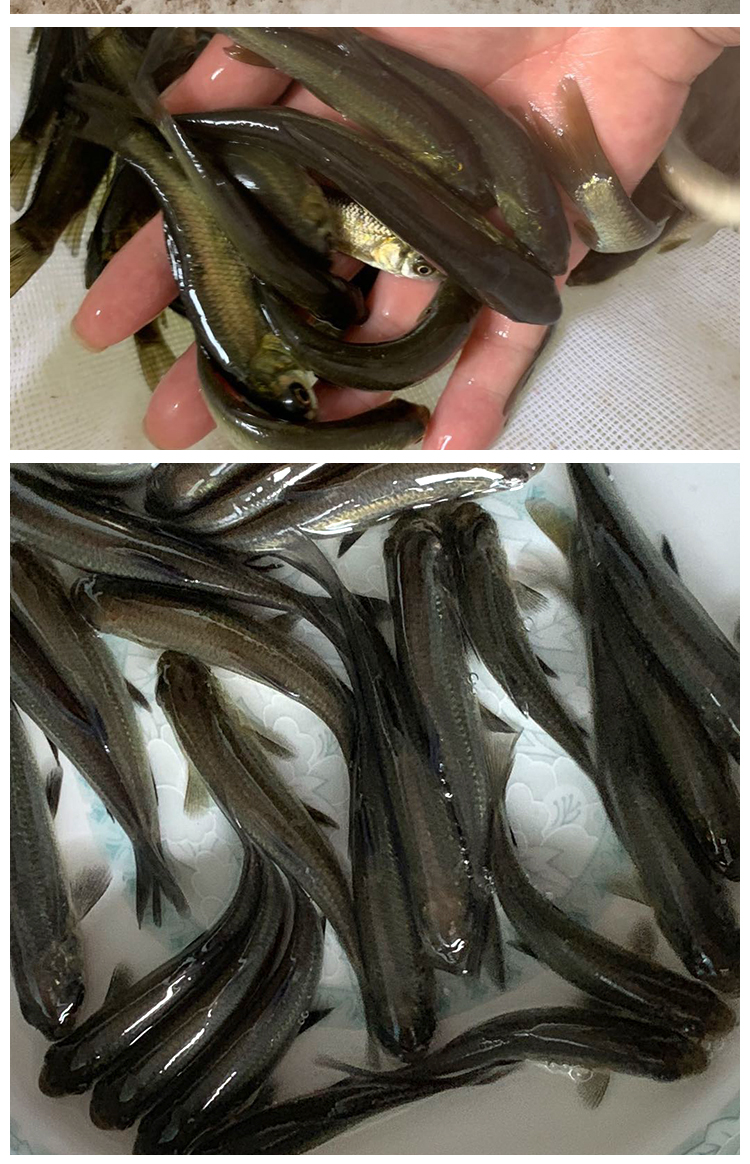 草鱼苗小鱼苗10厘米淡水活鱼半斤一斤大养殖20公分食用重庆鱼苗批发