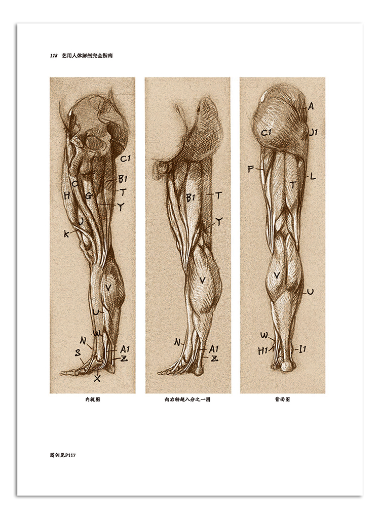 艺用人体解剖完全指南手绘版j夏帕德大师人体解剖手绘图人体形态素描