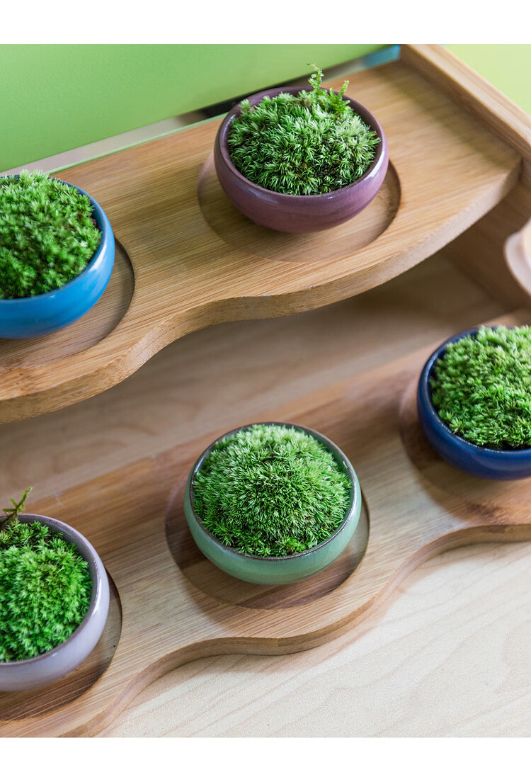 青苔小盆栽迷你桌面盆景苔藓微景观好养室植物四盆组合f默认1