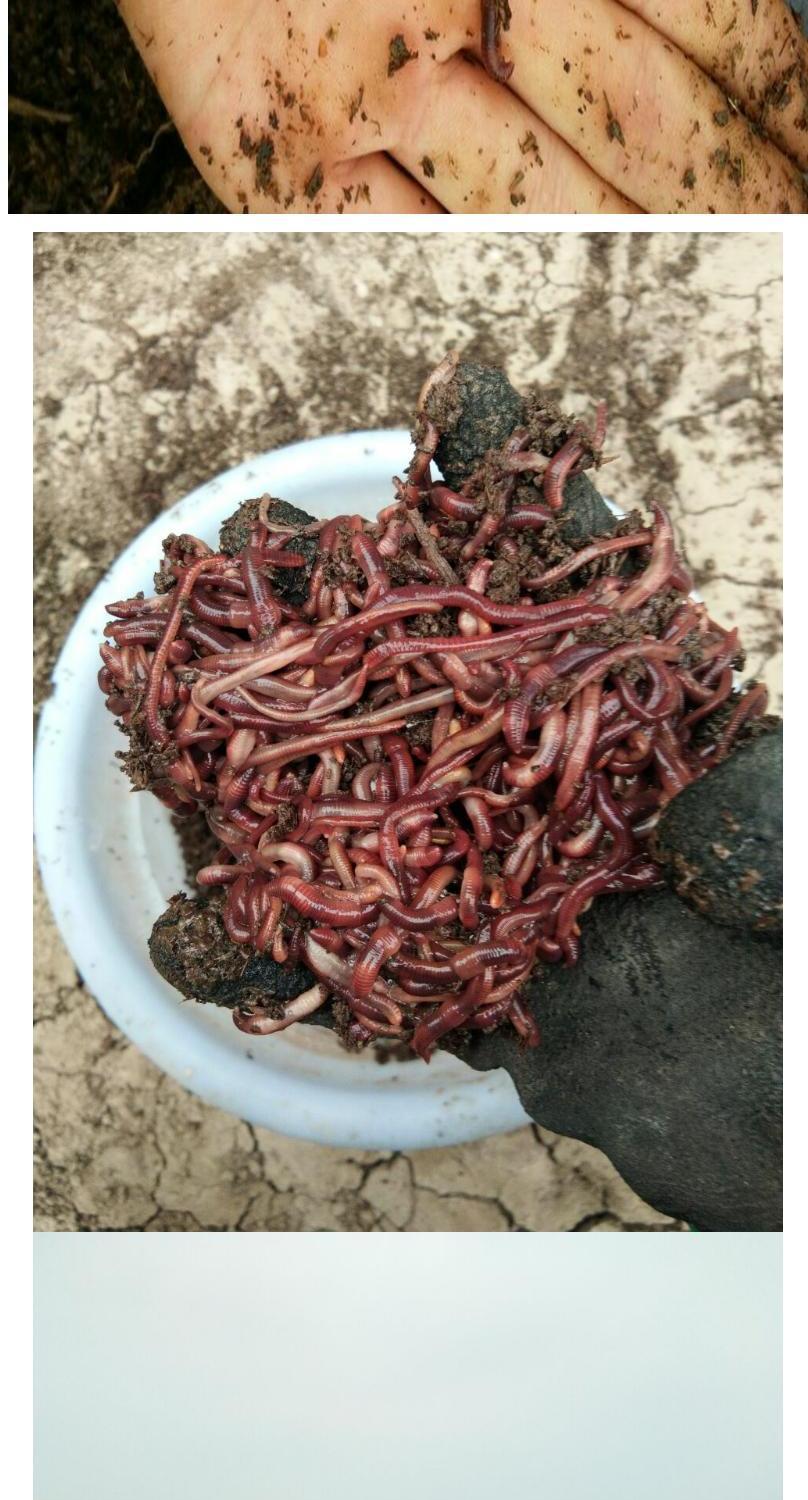 散装活体红蚯蚓1斤蚯蚓活体鱼饵垂钓饵料钓鱼松土种苗活体红蚯蚓 小号