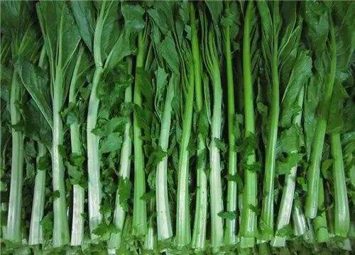 正宗江西抚州临川菜梗新鲜现做自制婆婆菜梗甜咸辣下饭8包菜梗4斤