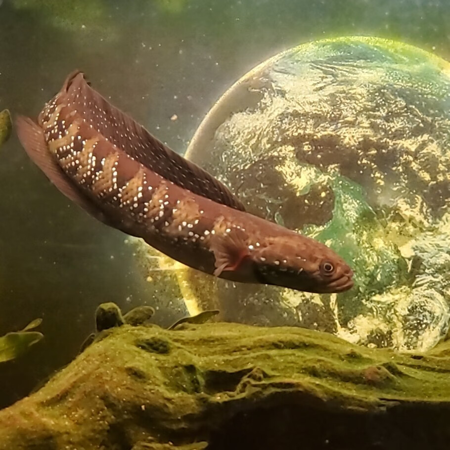 嘉瑰精选七星鱼冷水雷龙鱼观赏鱼淡水大型不打氧好养放生原生鱼月鳢