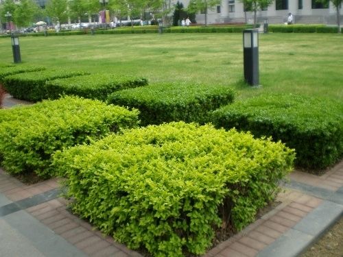小区常见绿化灌木名称(小区常见绿化灌木名称及图片)
