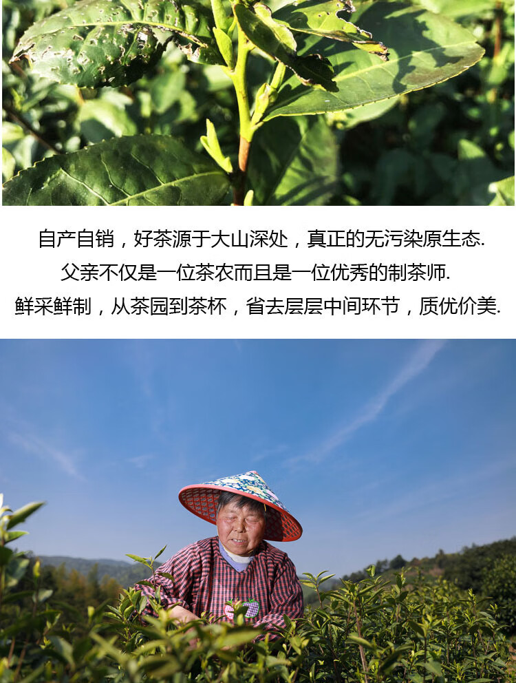 预售2022新茶长兴核心产区顾渚紫笋唐代贡品高山绿茶春茶明前醇香 茶