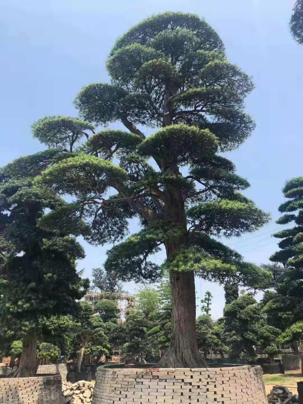 进口罗汉松造型树大树盆景树造型黑松大型别墅庭院日本迎客松树苗