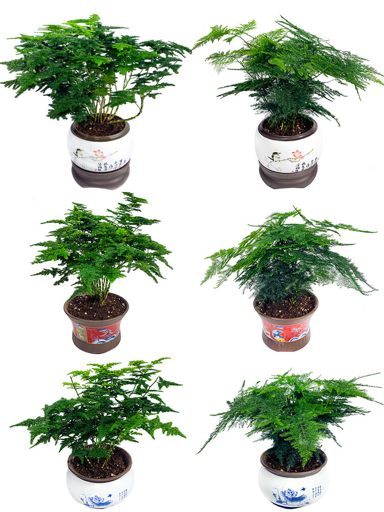 隆鼎正宗唐山云竹矮生文竹云松竹桌面小绿植抗寒耐冻四季常绿观叶盆景