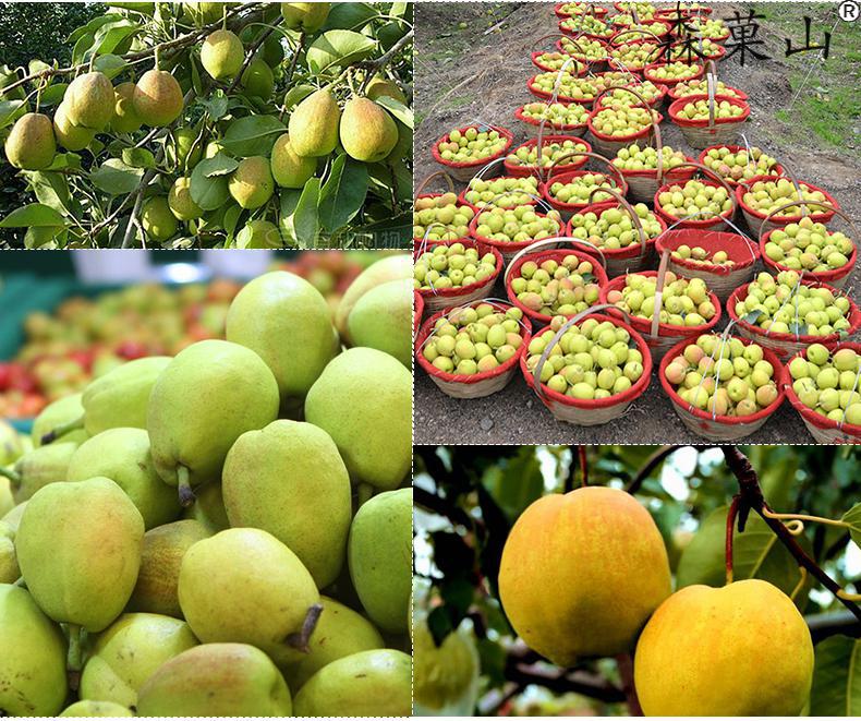 顺丰山西玉露香梨运城雨露香梨息县青皮梨子酥脆当季水果送礼新鲜现摘