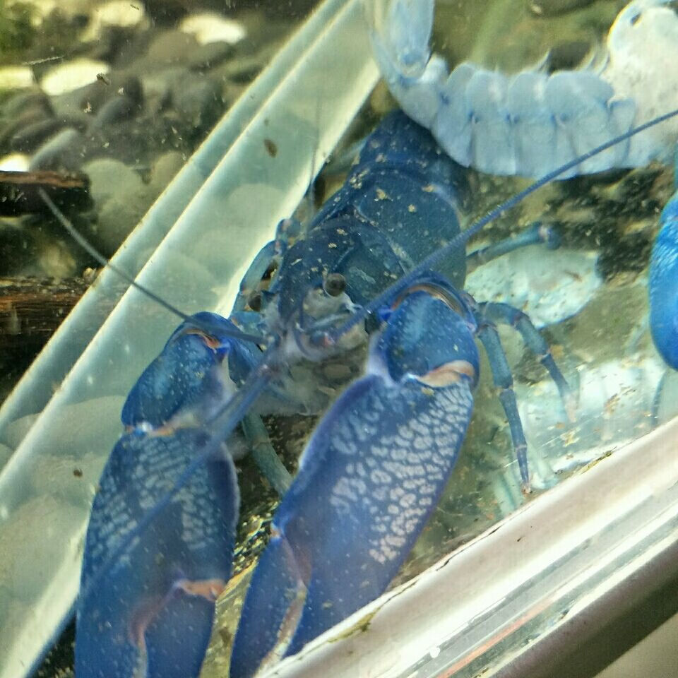 澳系人工天空蓝魔观赏虾水族观赏虾螯虾观赏虾天空蓝魔观赏虾 1.