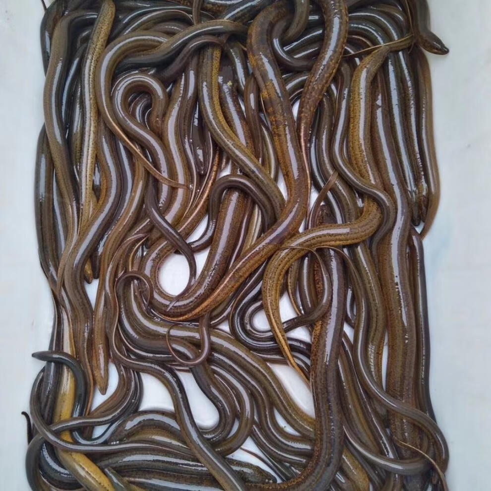 臻鲜蓓 黄鳝长鱼鳝鱼黄鳝丝鲜活新鲜盘鳝大鳝鱼活体 半斤 试吃【图片