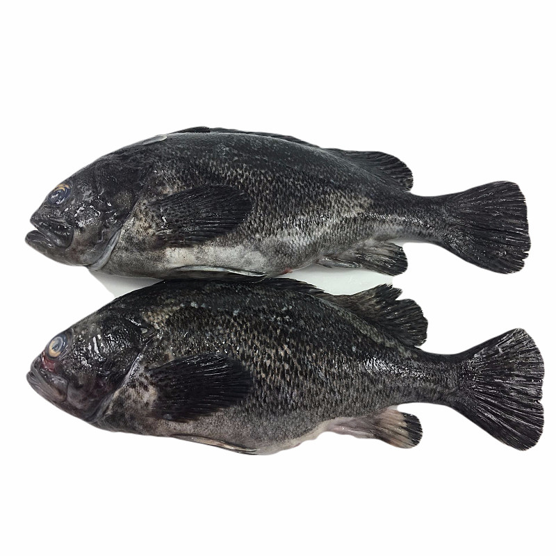 大菜园青岛黑头鱼黑鱼鲜活海鱼新鲜豆腐鱼猪嘴鱼寨花鱼航空空运500g