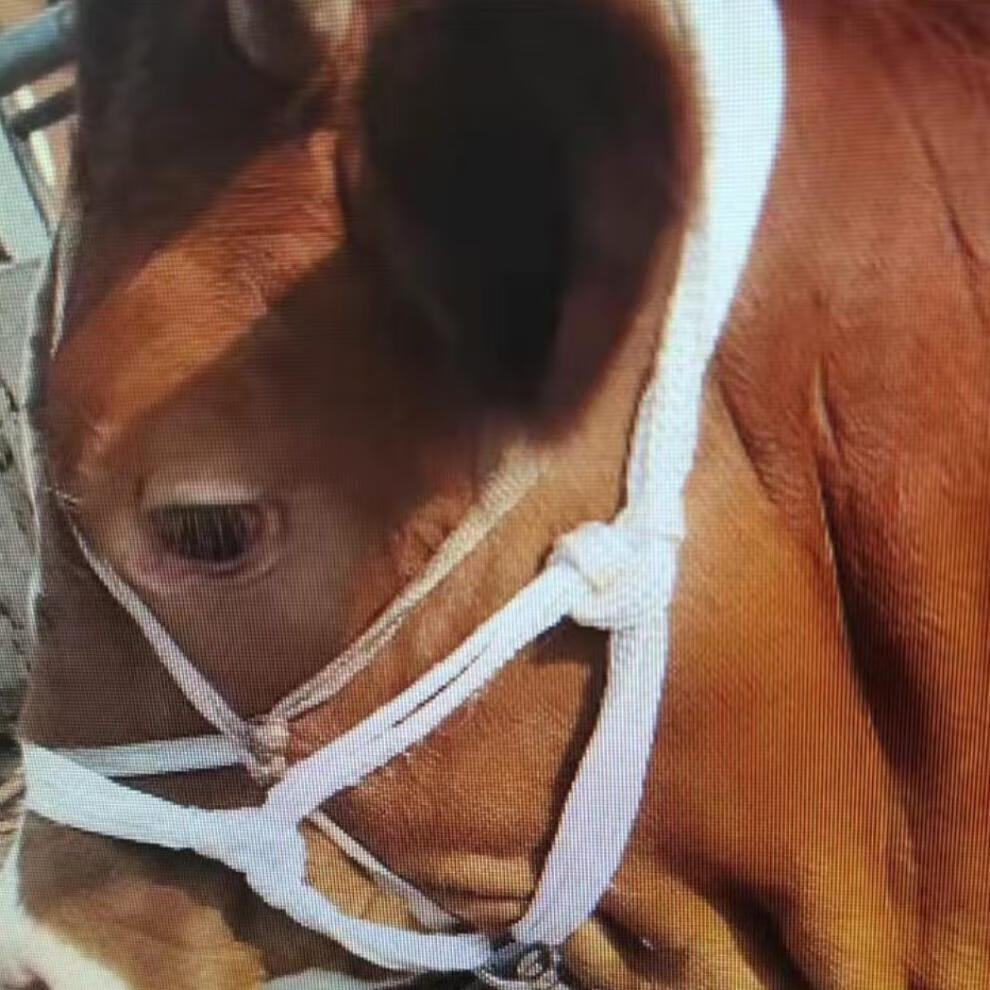 牛龙头套大牛龙头小牛龙头可调节牛龙头纯手工编织牛笼嘴 灰色边花牛