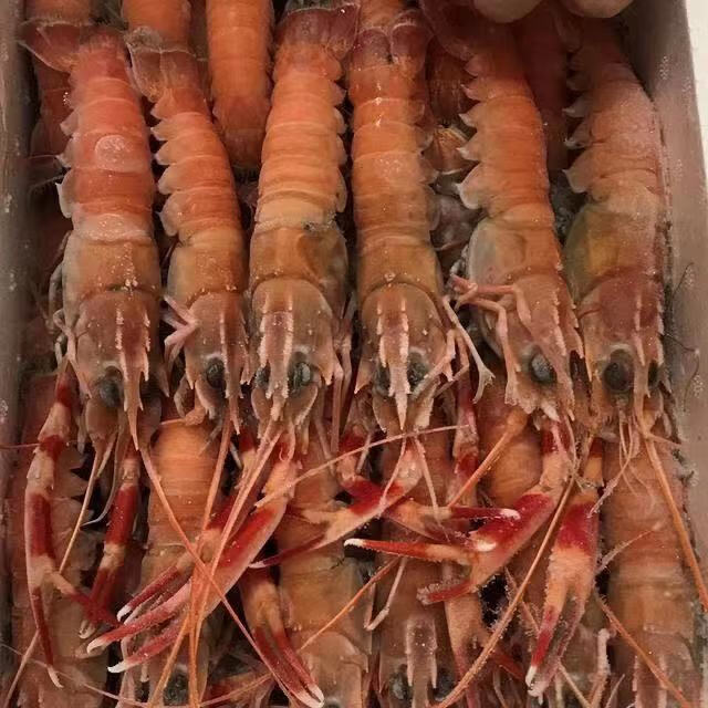 海鳌虾深海小龙虾新鲜铁甲虾速冻日料刺身海捕鳌虾批发