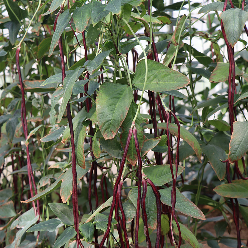 博卉特长春秋红豇豆种籽种子紫红长豆角高产早熟春夏季秋季四季蔬菜孑