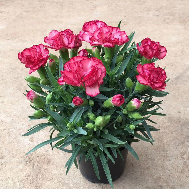 中梦康乃馨室内客厅花卉鲜花盆栽橙色康乃馨白螺纹盆