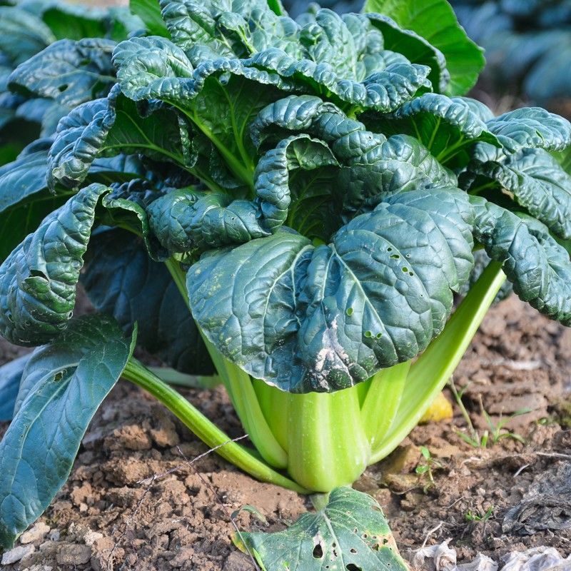 温州油冬菜 2500克5斤一份 特有的新鲜蔬菜青菜老家味道 温州油冬菜