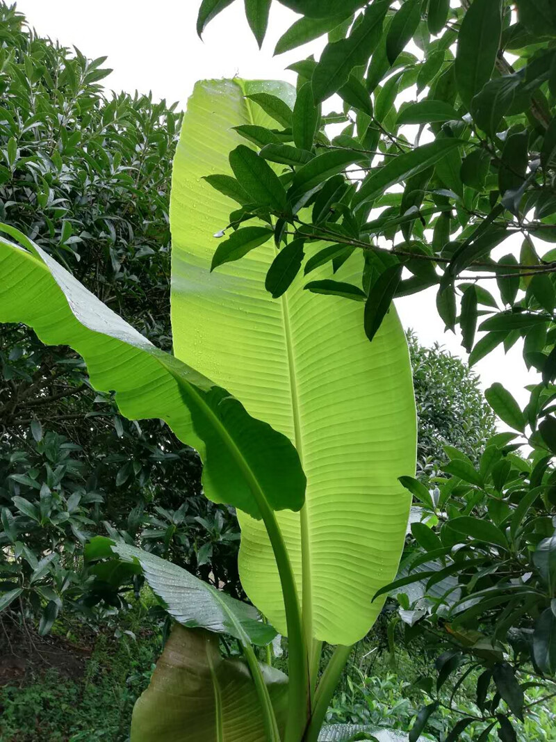 春瑞庭院盆栽植物芭蕉树苗大叶芭蕉球根观赏性强绿化树苗直径12厘米6