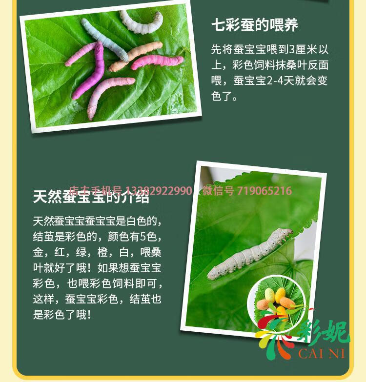 蚕宝宝活体套装新鲜桑叶七彩金丝彩色蚕卵蚕种嫩桑叶学生养蚕工具红色