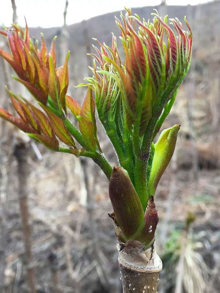 四季蔬菜籽野生刺老芽种子东北刺老芽籽春播山野菜香椿芽蔬菜种孑刺老