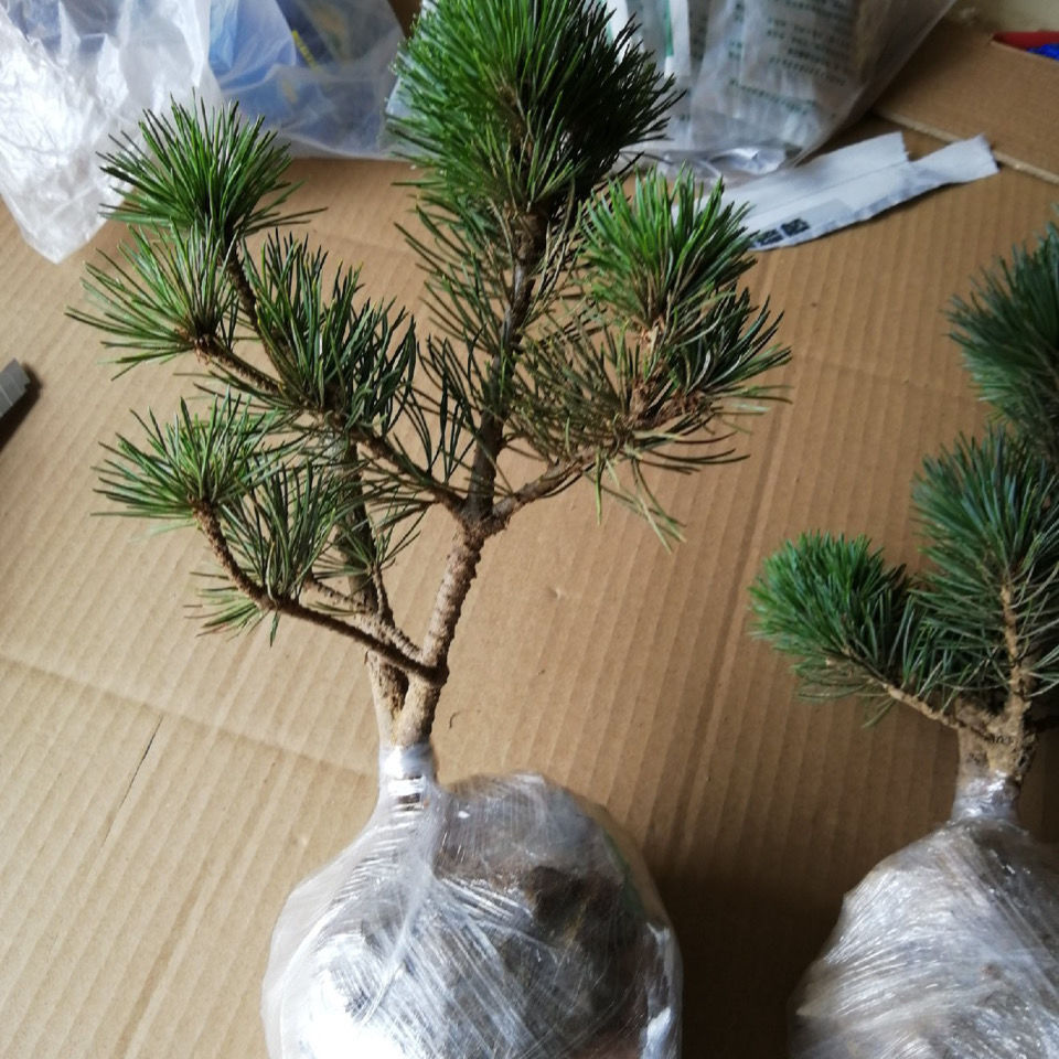 hqc日本短针五针松苗精品黑松嫁接五针松素材盆景盆栽树桩苗 五针松6