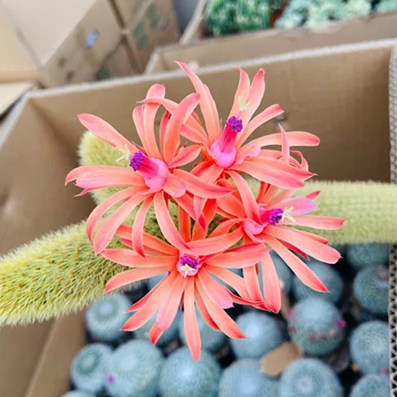 园艺黄金条黄金纽多头群生仙人柱会开橘花仙人球易活花卉盆栽单头黄金