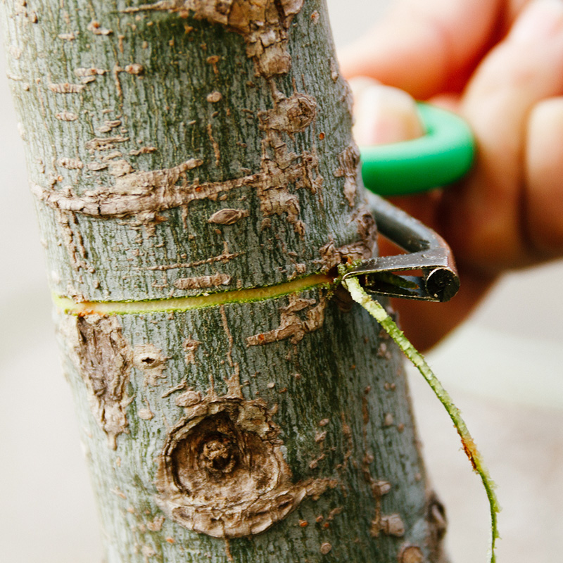 柚子树柑橘果树环割刀剥皮环剥刀荔枝葡萄桃树环剥刀0到8号全 2号
