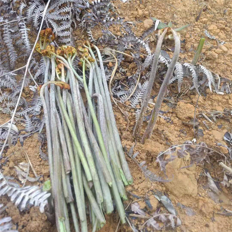 山野菜种子蕨菜种苗种根拳头菜庭院龙头菜种籽多年生阳台蔬菜 蕨菜根